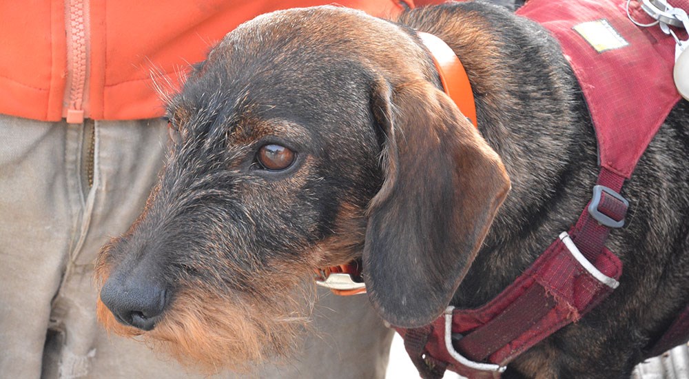 Blood Tracking Dog