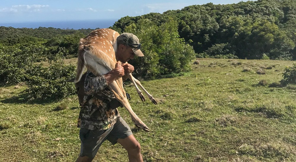 Hunter carrying axis deer on shoulders.