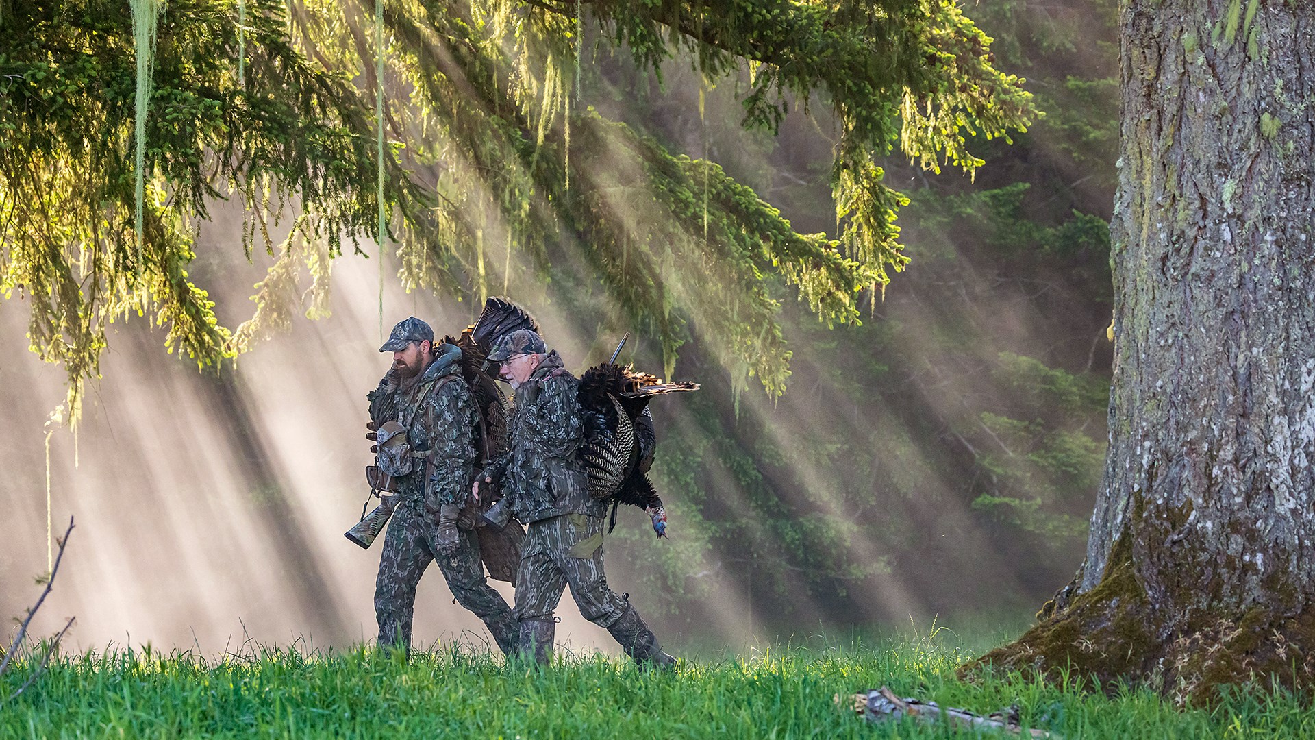 Hunters carrying Toms