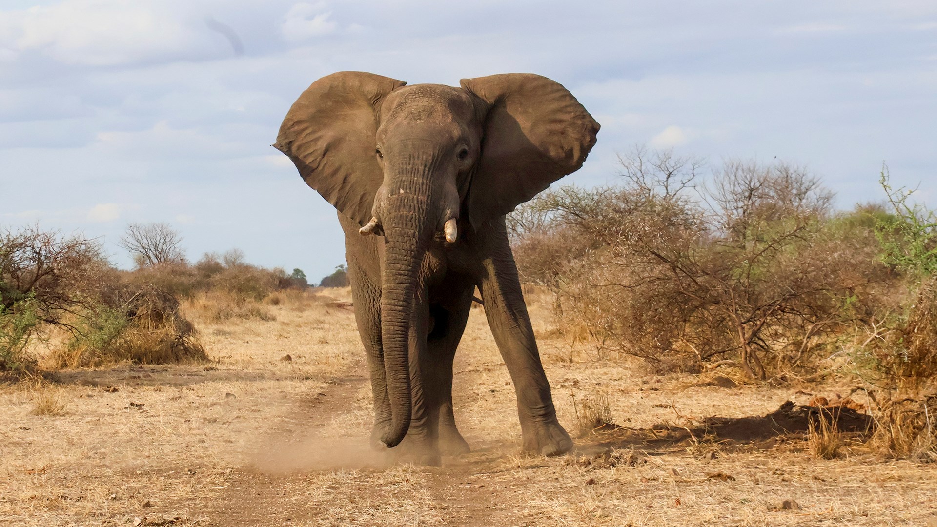 Elephant in dirt