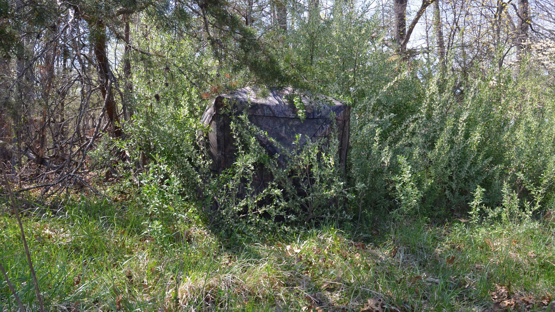 Blind in the foliage