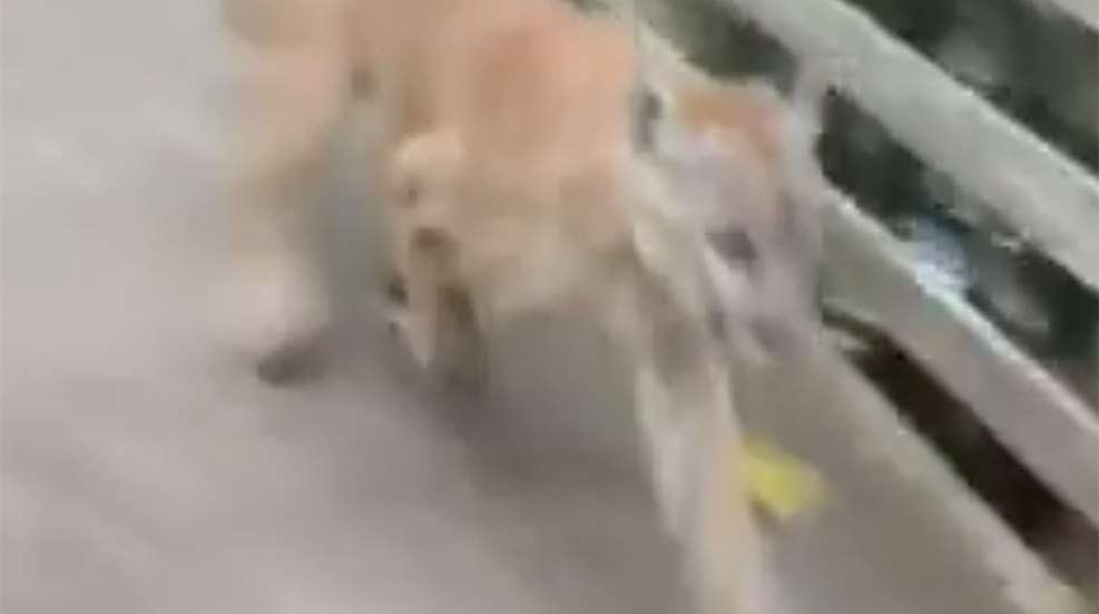 woman_cougar_camera.jpg