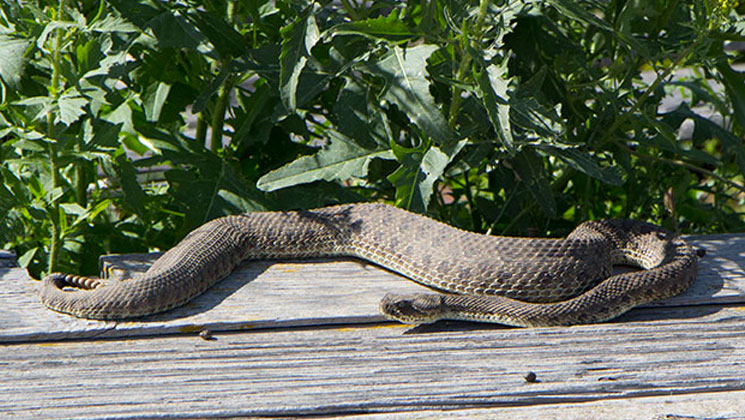 Snakes on a Prairie