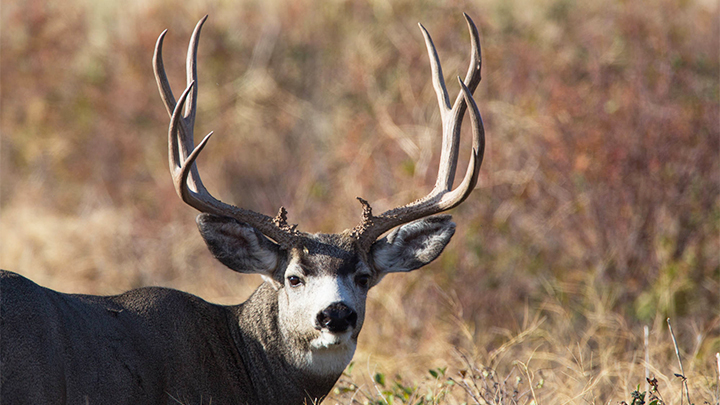 Mule Deer Buck with Large Antlers in Montana
