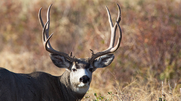 8 Best Places for Trophy Mule Deer Hunting in North America An