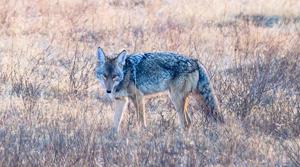 main-coyote.jpg