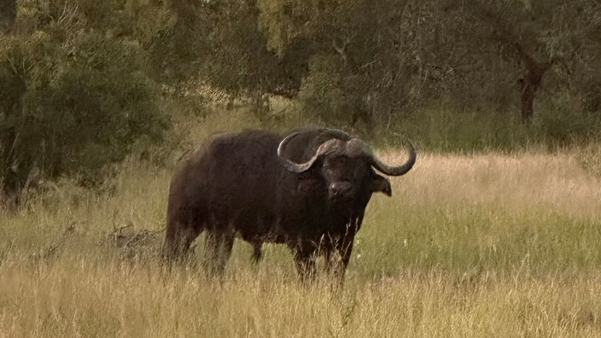 Buffalo at twilight