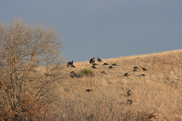 Spot and Stalk Turkeys