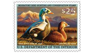 Lead Usfws Duck Stamp 1