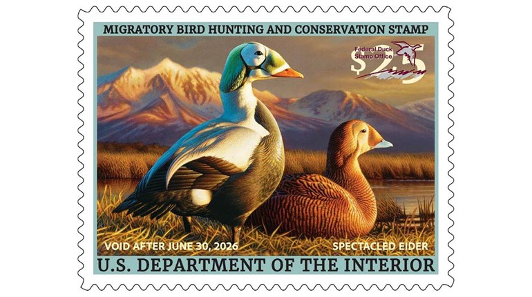 USFWS Debuts 2025-2026 Federal and Junior Duck Stamps | An Official Journal Of The NRA