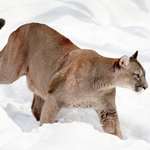 Mountain Lion In Snow