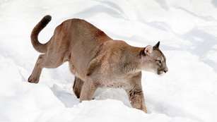 Mountain Lion In Snow