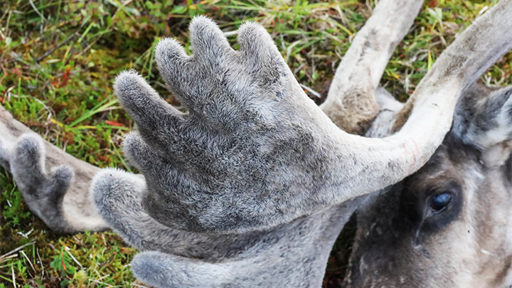 Stag deer antlers in velvet