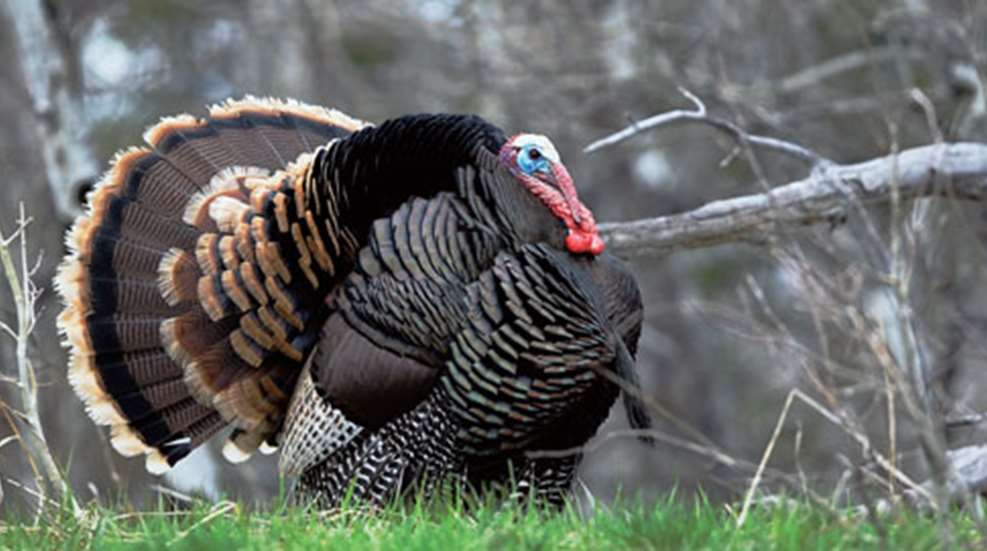 2011321173012-game_profile_turkey_f.jpg