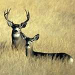 mule-deer-in-yellow-field.jpg