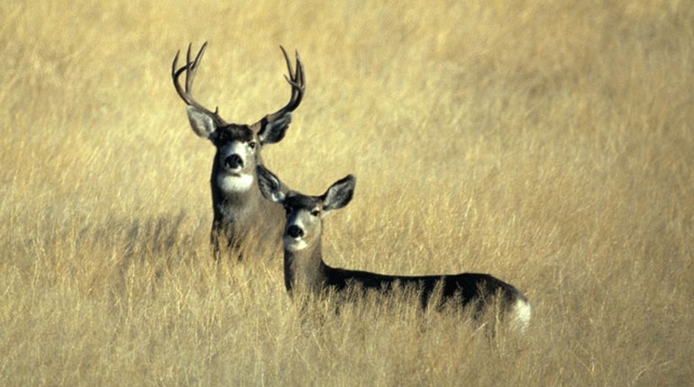 Idaho: F&G Commission Designates Units 14-15 as CWD Management Zone | An Official Journal Of The NRA
