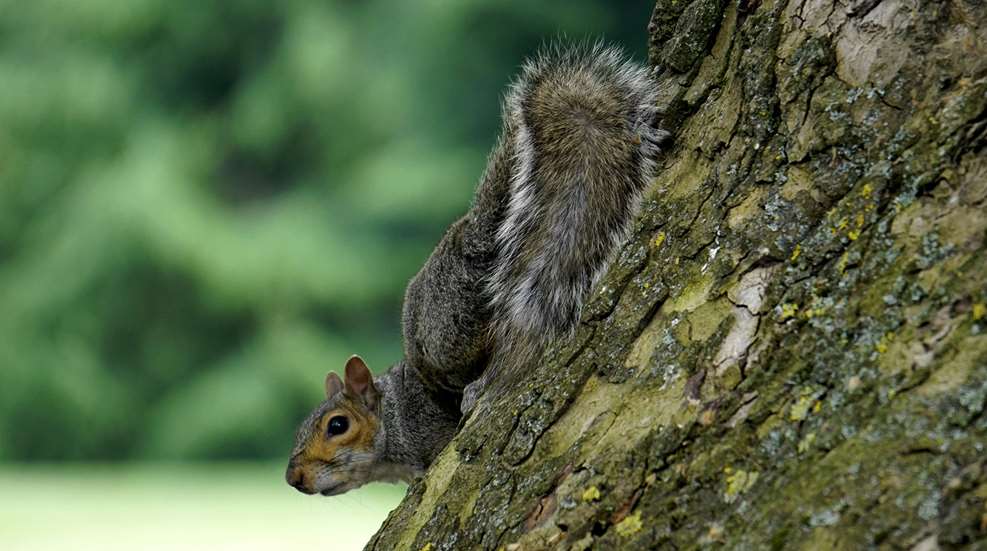 Primary Lessons Squirrel Hunting Lead