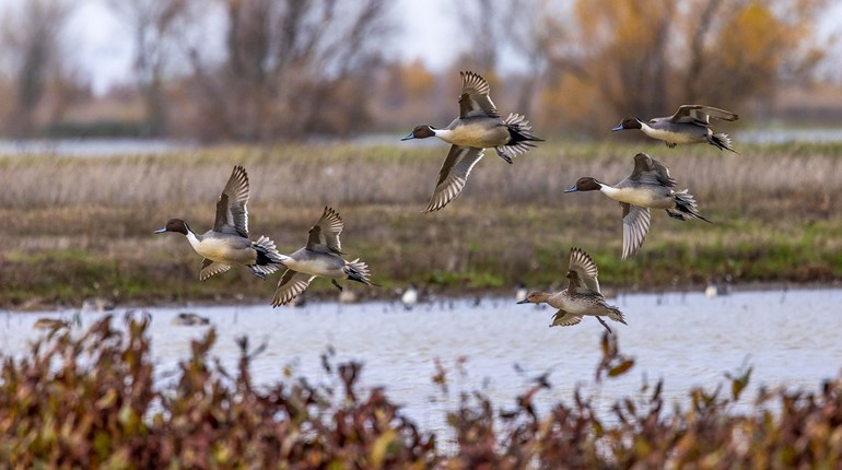 Tips for Hunting Late Season Ducks | An Official Journal Of The NRA