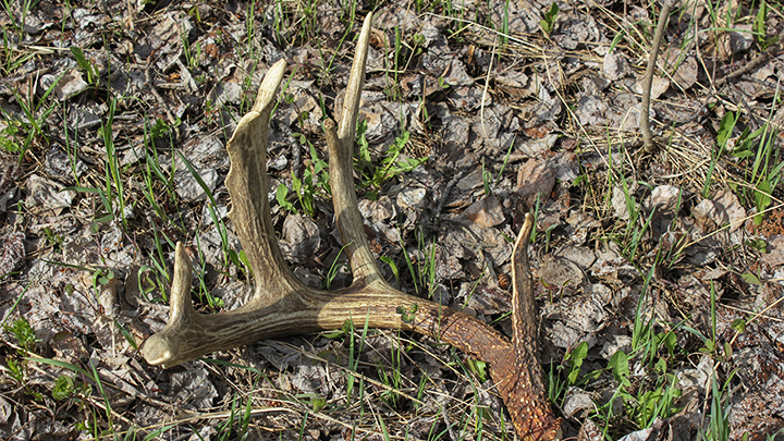 Deer Antler Shed