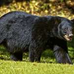 Black Bear Lede 2