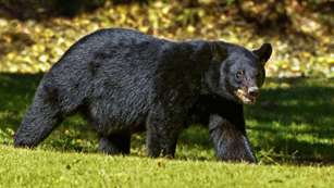 Black Bear Lede 2