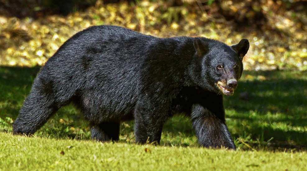 Black Bear Lede 2