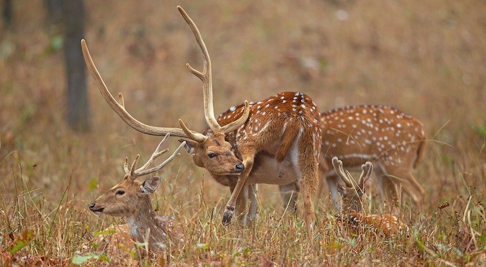 Axis Deer in Hawaii