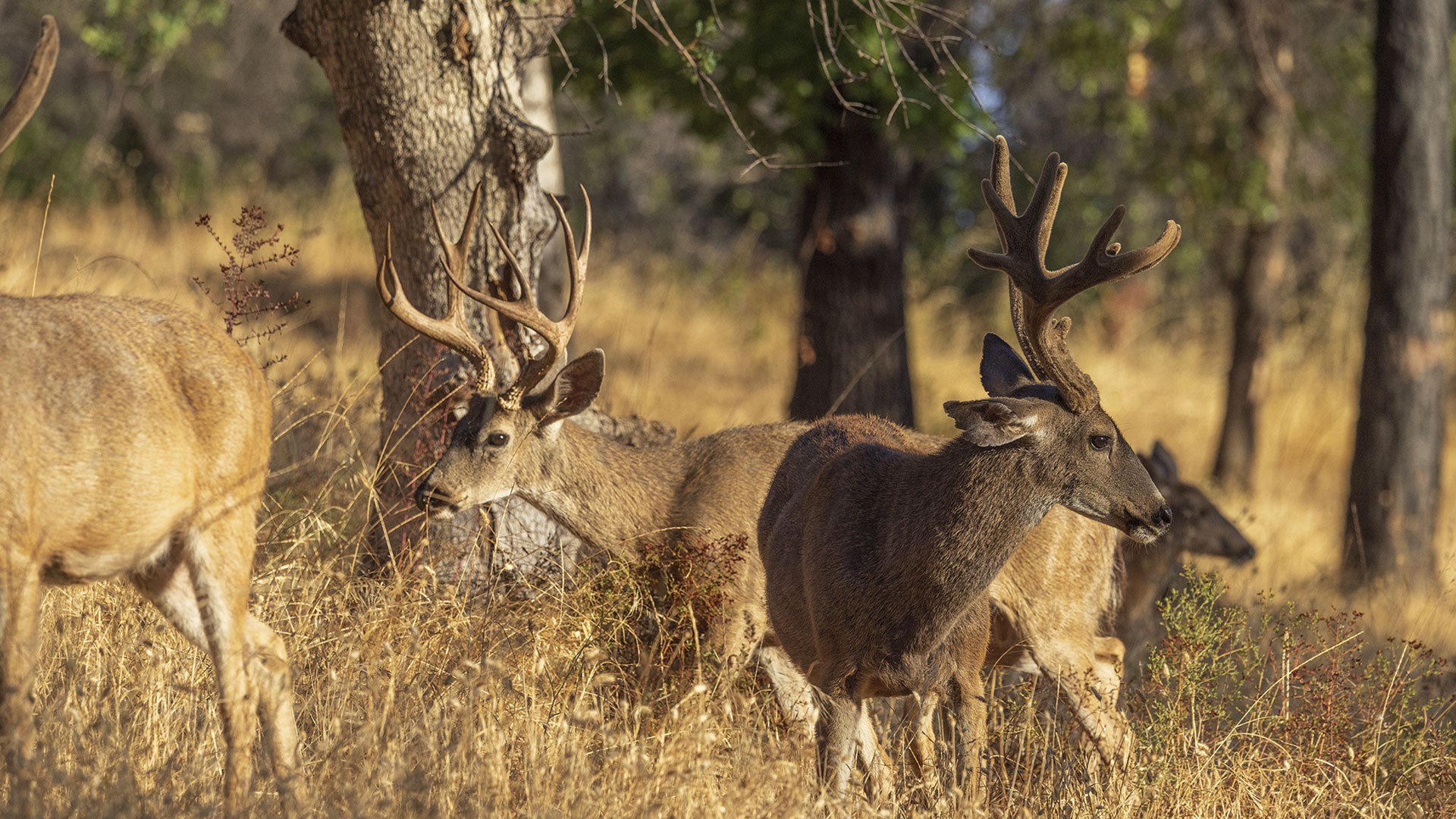 Deer with and without velvet