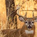 6-fascinating-facts-about-antlers_lead.jpg