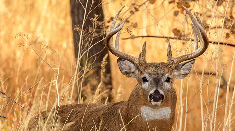 How Do Moose Shed Antlers: The Fascinating Process Unveiled