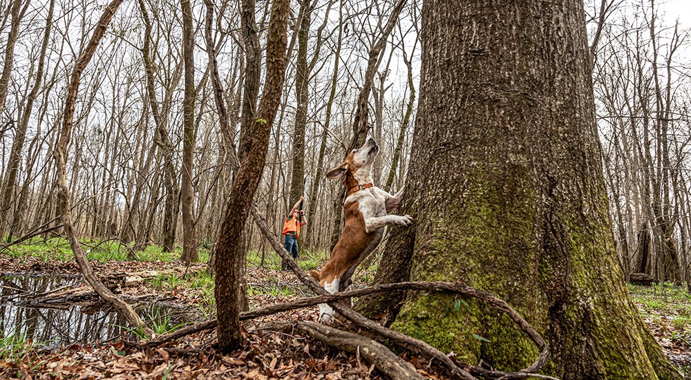 Squirrel hunting dog barking up a tree in the woods with young male hunter trailing behind.