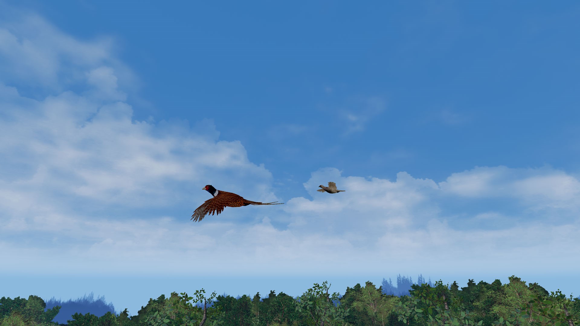 Pheasant flying in game