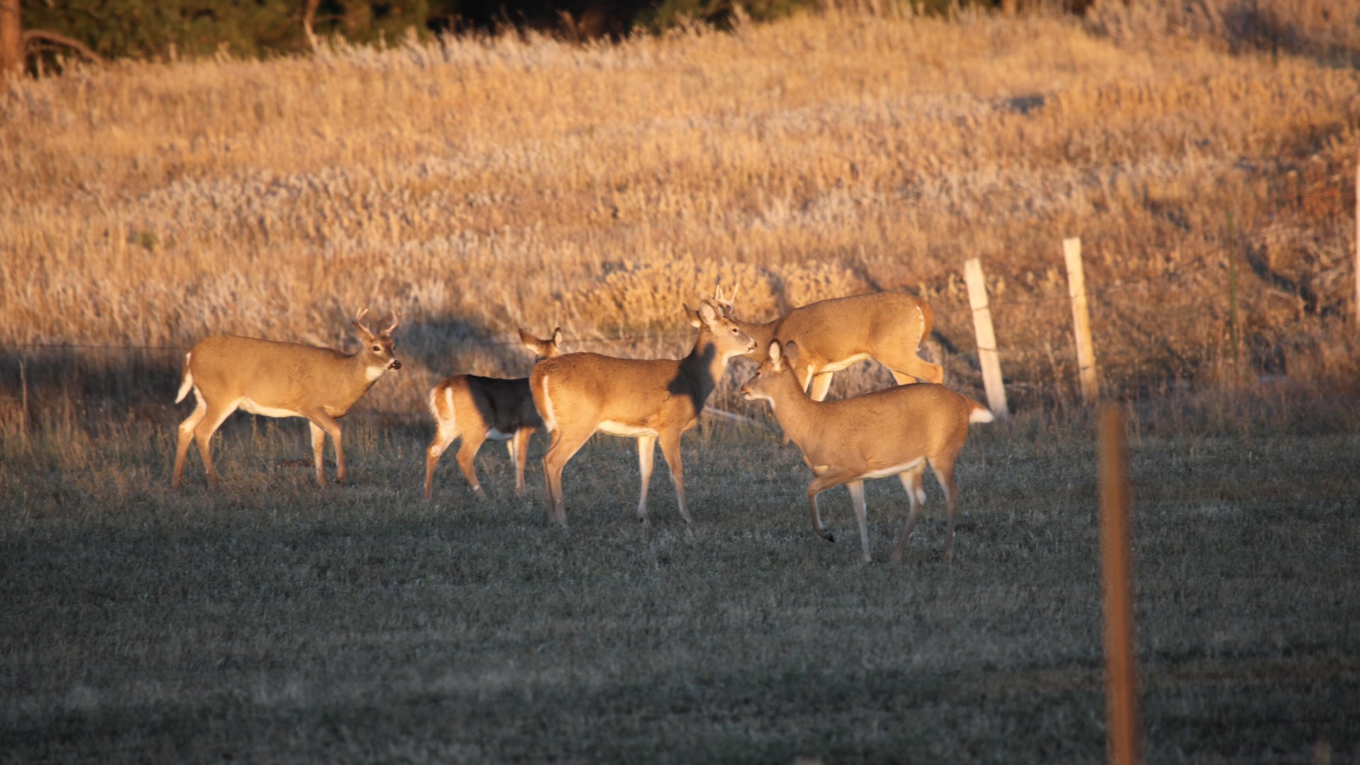 Deer at dawn