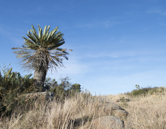 Cycad Tree