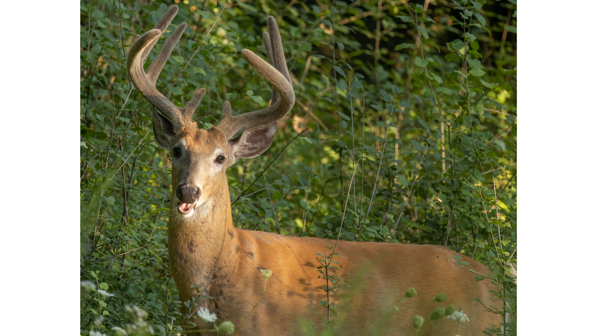 Majestic Deer In A Forest Glade 2026 01 07 07 17 03 Utc
