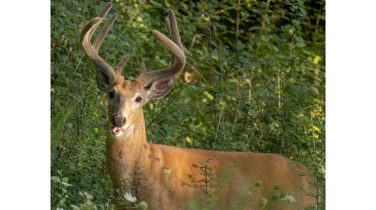 What Summer Buck Sightings Tell Us | An Official Journal Of The NRA