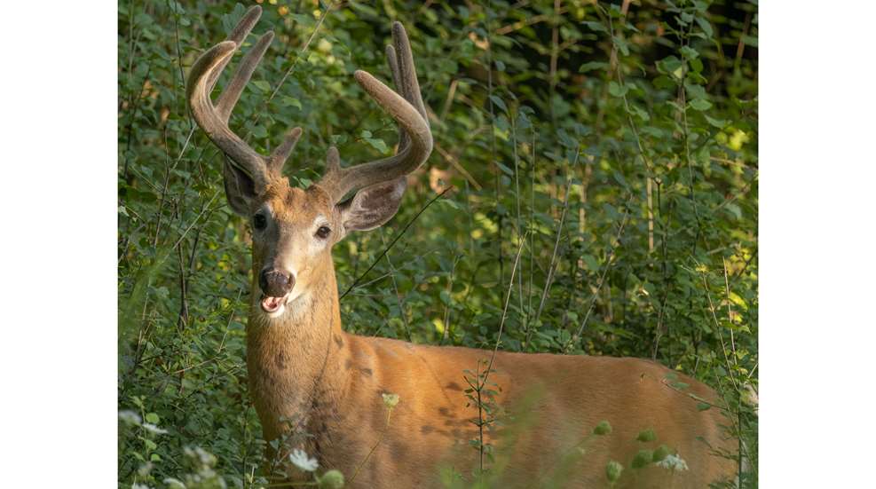 Majestic Deer In A Forest Glade 2026 01 07 07 17 03 Utc