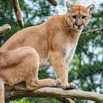 Mountain Lion In Tree