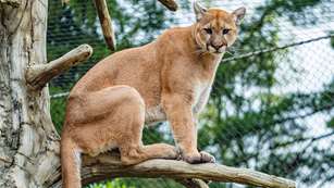 Mountain Lion In Tree