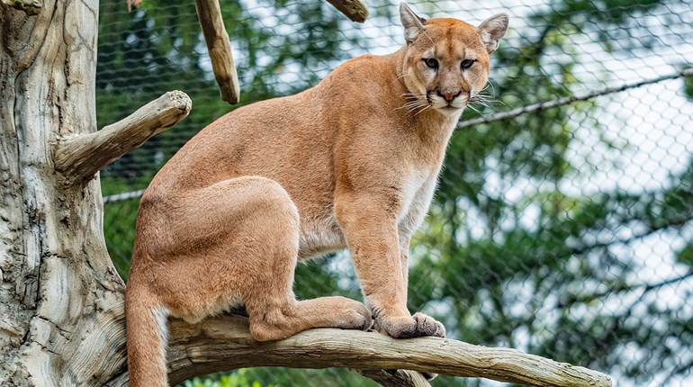 Utah Men Sentenced for "Canned" Mountain Lion Hunts | An Official Journal Of The NRA
