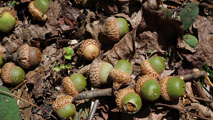 Acorns on the Ground