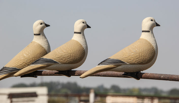 Collared Dove decoys on a fence rail