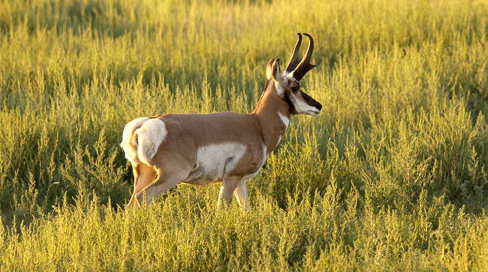 know-how-setyourwatch-pronghorn_lead.jpg