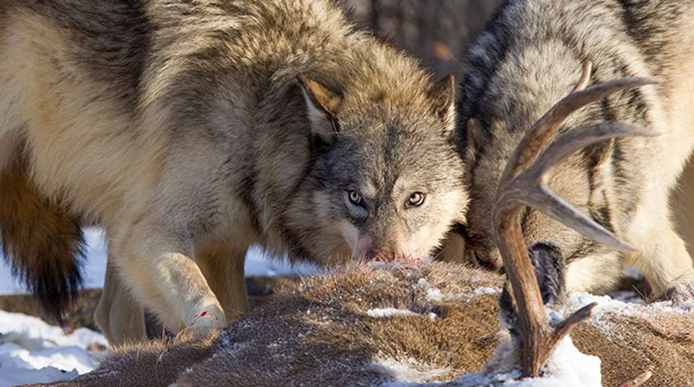 wyomingwolfseason_lead.jpg
