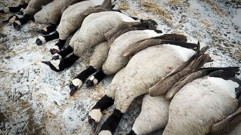AH Hunts: Late Season Alberta Geese Pt. 2 | An Official Journal Of The NRA