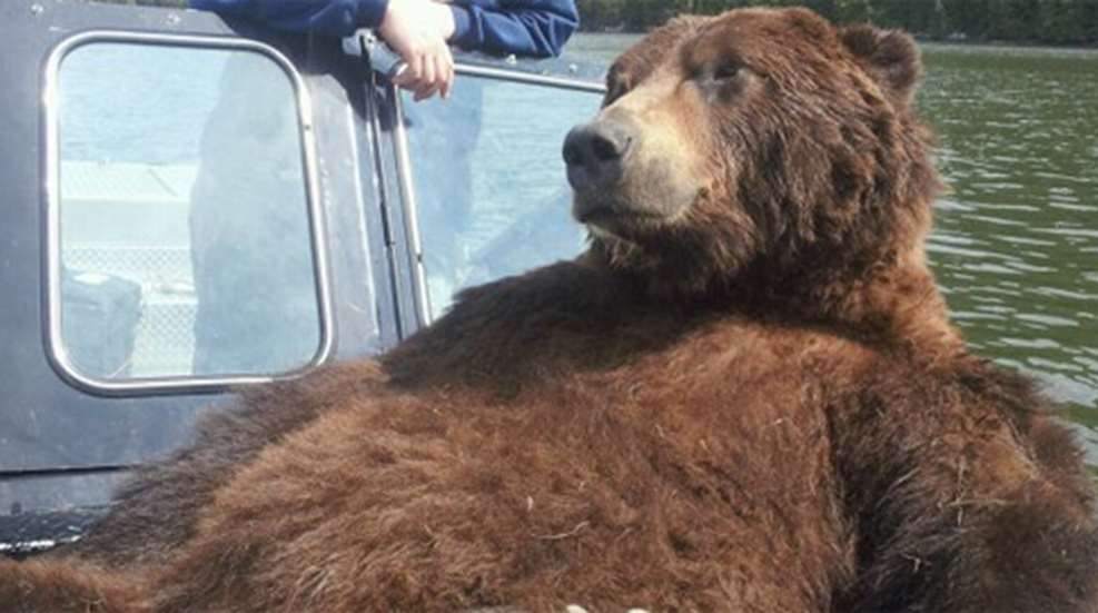 201289164759-record_bear_home.jpg