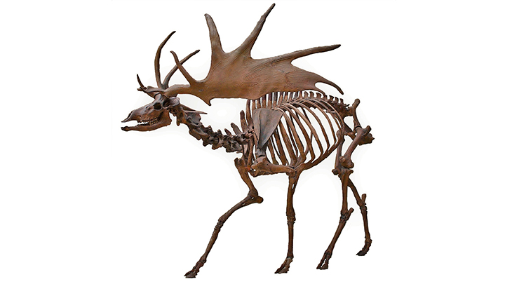 Profile of Irish Elk, also called the giant deer or Irish deer, an extinct species of deer in the genus Megaloceros.