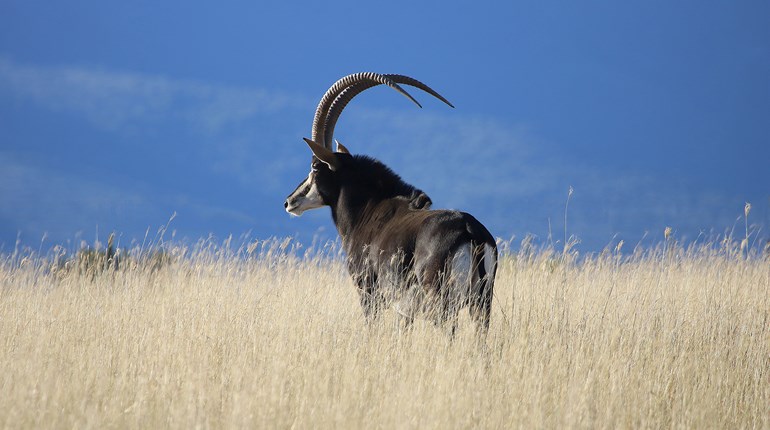 Hunting Adventure: Pursuing the Prince of the Plains | An Official Journal Of The NRA