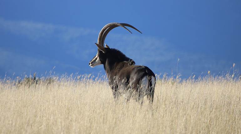 Hunting Adventure: Pursuing the Prince of the Plains | An Official Journal Of The NRA