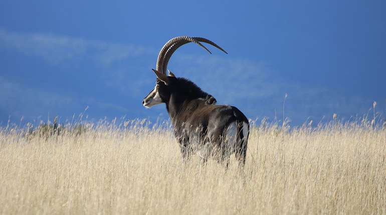 W H2026 02 F SABLE Sable17.1